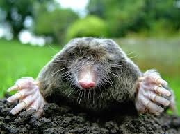 Mol Dieren Schattigste Dieren Zoogdieren