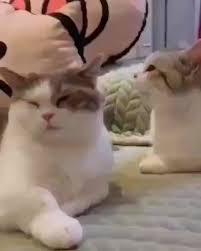 kucing imut 1 s instagram post wait wait wait kenapa gw yang ditabok simak videonya sampai sele susse katzen videos lustige katzen susse katzen