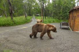 They vary by the season and by how early you make your reservation. Katmai National Park Travel Guide At Wikivoyage