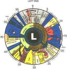 Iridology Eye Chart The Above Is An Iridology Chart Or Map