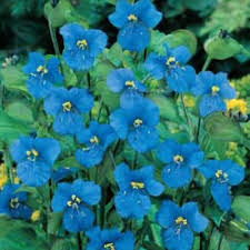 Image result for Commelina nyasensis