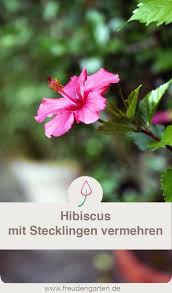So Geht Es Hibiskus Im Garten Vermehren Garten Pflanzen Straucher Garten Garten Ideen Und Garten
