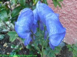 Aconitum Carmichaelii Arendsii Aconito O Cogulla De Fraile Aconito Jardines Jardineria