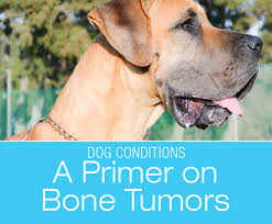 My large mix rescue was diagnosed in june 2017 with osteosarcoma in his front left leg. A Primer On Bone Tumors In Dogs Bone Tumors Are Not Uncommon