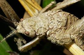 Image result for Cheirostylis lepida