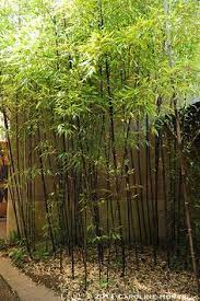 With these 26 bamboo fencing ideas we'll gladly show you some beautiful examples and possibilities. 15 Plants Bambuseae Ideas Bamboo Plants Plants Bamboo Garden