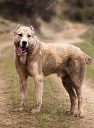 Big Dog Alabai Strong Dogs And Puppies Pets Dogs