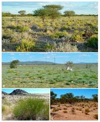 Image result for Petalidium englerianum