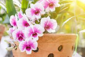 But this only works on tropical ones. 15 Frequently Asked Questions About Orchid Repotting Repotme