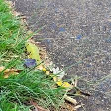 Image result for Eragrostis tenuifolia