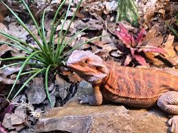 Image result for Chlorophytum amplexicaule