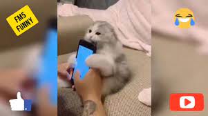 قطط مضحكة اضحك مع القطط funny cats funny funny clips laughter