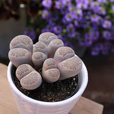 Image result for Lithops