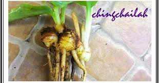 Simple Living In Nancy Growing Sand Ginger Or Cekur Plant And Its Medicinal Uses Ginger Plant Ginger Rhizome Plants