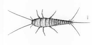 Once the target pest is identified and the correct product is to some, the concept of scheduled preventative pest control in houston seems like a scam. Https Formacaompr Files Wordpress Com 2010 02 Ipm Guide Pestes Pdf