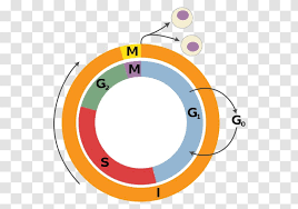 It is the first sub stage of interphase. Cell Cycle Regulation Division Interphase Cytokinesis G1 Phase Transparent Png