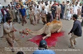 Camel is a unique animal having the ability to survive and produce with low cost of feeding under harsh conditions compared to other livestock. Camel Sacrifice At The Time Of Bakr Id In India Is This Purely A Personal Choice Or Does The State Have A Say In It Judgement Of The Kerala High Court Siraj Vs