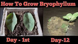 How To Grow Bryophyllum Patharchatta Plant From Leaf Hindi Youtube In 2021 Plants Growing Garden Soil