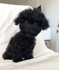 Check spelling or type a new query. White Cute Maltipoo Puppies Novocom Top