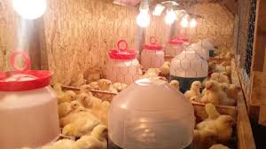 Pui de gaina de la producatori directi prezenti pe bizoo.ro. Pui De O Zi Rasa Hubbard Broiler Colorat Vaccinare Avicola Edinet Moldova By Pb Nord
