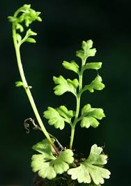 Image result for Anogramma