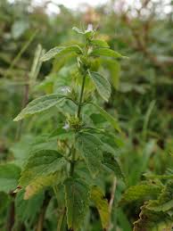 Image result for Cantinoa