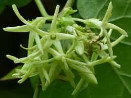 Image result for Telosma