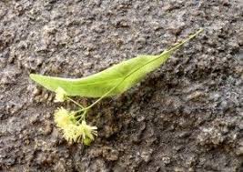 Lindenblute Sommerlinde Tilia Platyphyllos Winterlinde Tilia Cordata Krauter Pflanzen Pflanzen Krauter