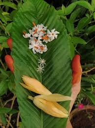 Maybe you would like to learn more about one of these? Samagni How Lucky Am I Today To Get The Sacred Flower Trinity Parijat Nychanthes Arbotristis Pavizha Malli In Malayalam And Tamizh Bakul Mimusops Elengi Elanji In Malayalam Magizham Poo In Tamizh