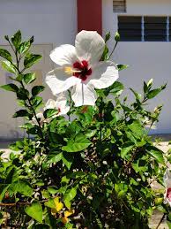 Stiahnite si zdarma túto fotografiu o ibištek biela bunga raya z pixabay knižnice public domain obrázkov a videí. Bunga Raya Putih White Hibiscus Photography Mi Community Xiaomi