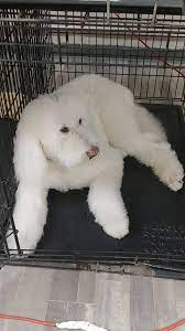 Woof grooming was voted no 2 among 33 pet grooming salons in greater philadelphia area 2011, we are so proud of such achievement! All Pets Grooming Salon Home Facebook