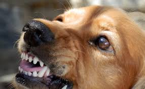 Découvrez quels sont les animaux qui dorment le plus et ceux qui ont besoin de très peu de. Mon Chien M A Mordu Comment Reagir