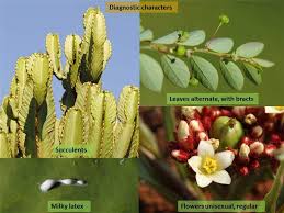 Image result for Euphorbiaceae