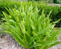 Image result for Eucomis zambesiaca