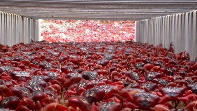 Millions of crabs shut down roads in Australia 