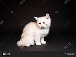 The cheapest offer starts at £30. White Fluffy Kitten On Image Photo Free Trial Bigstock