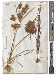 Image result for Pycreus macrostachyus