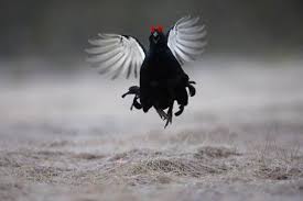 Gallery Shooting Beauty Prize Winning Photos Of Birds Image 1 New Scientist Bird Photo Animals Wild Birds