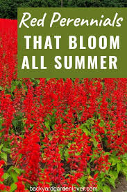 22 best heat tolerant flowers for full sun. 27 Stunning Perennials That Bloom All Summer Red Perennials Red Flowers Garden Perennials