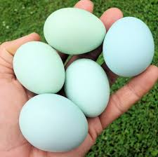 blue chicken eggs sercadia