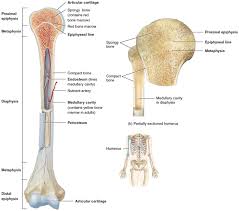 The inner core of the bone cavity is composed of marrow. Human Skeleton Skeletal System Function Human Bones