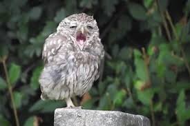 Emilia clarke gets why people hated the got finale. Sleepy Baby Owl Is Us On Monday Morning