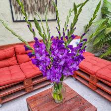 Image result for Gladiolus bellus