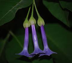 Image result for Iochroma