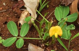 Image result for Arachis hypogaea
