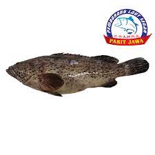 They have giant ones in mekong river. Green Grouper Ikan Kerapu Batu çŸ³æ–'é±¼ My Fish Bid