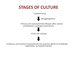 Access to authenticated animal cells is of vital importance to scientists so your research can be trusted and reproducible. Lec 15 Animal Cell Lines And Culturing Ppt Video Online Download