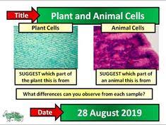 Which of the following could the specimen being observed belong to? 46 Ks3 Science Resources Ideas Science Resources Ks3 Resources