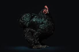 Ebay.com has been visited by 1m+ users in the past month Hd Wallpaper Rooster Bird Black Background Studio Shot One Animal Livestock Wallpaper Flare