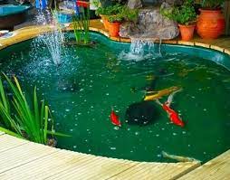 Rahasia membuat kolam ikan hias rahasia sederhana cara membuat kolam ikan hias, biasanya jika sobat banyak uang pasti tinggal pesen desain kolam depan rumah yang mungil kecil cantik, akan tetapi bagi sobat yang pengen berkreatif, tentunya harus bisa mencari referensi kemudian menyediakan bahan ala kadarnya. Rahasia Membuat Kolam Ikan Hias Yang Menyehatkan Ikan Ikan Cantik